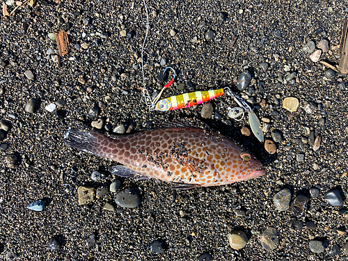 オオモンハタの釣果