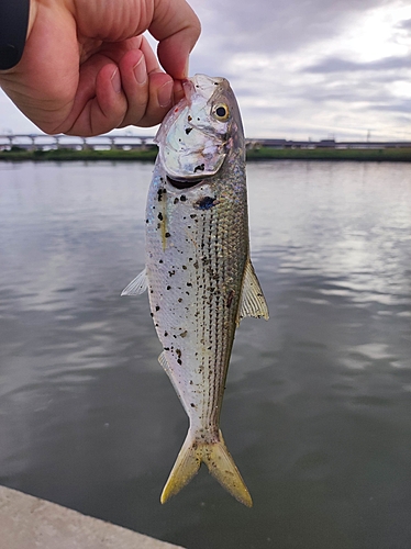 コノシロの釣果