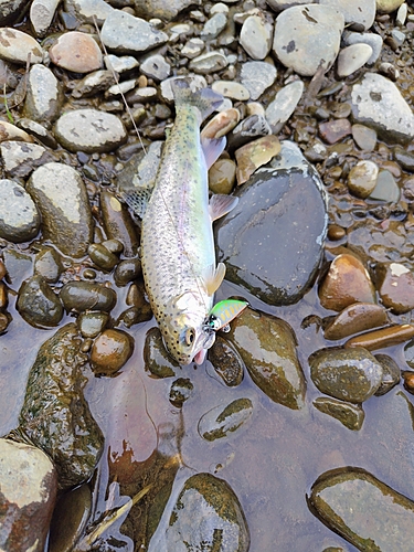 ニジマスの釣果