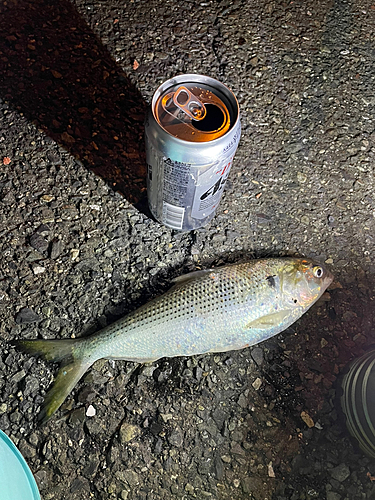 コノシロの釣果