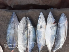 ハガツオの釣果