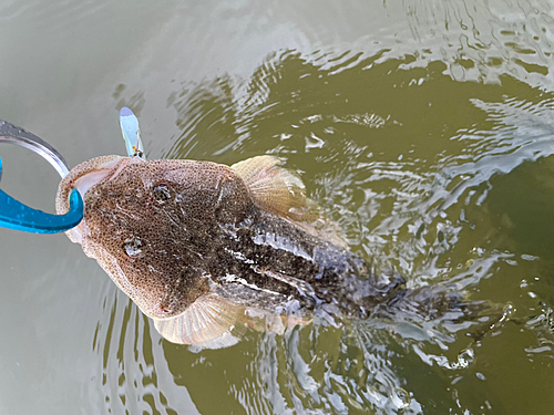 マゴチの釣果