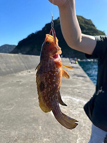 キジハタの釣果