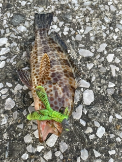 オオモンハタの釣果