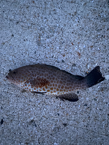 オオモンハタの釣果