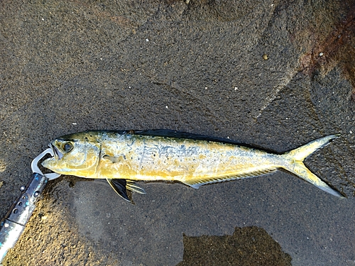 シイラの釣果