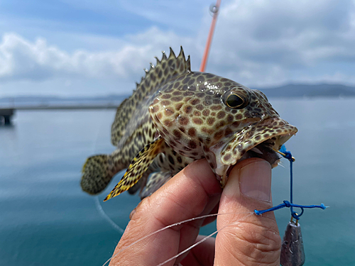 カンモンハタの釣果