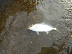 ショゴの釣果