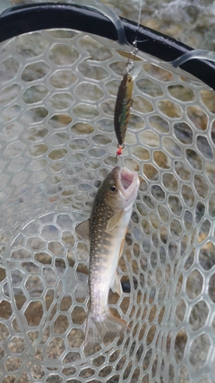 イワナの釣果