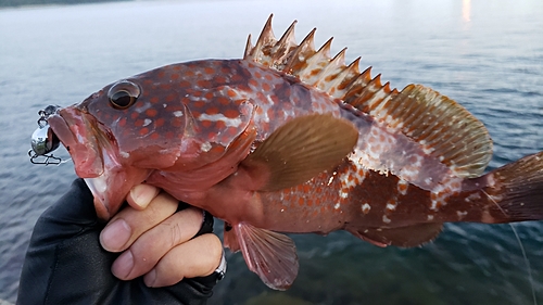 キジハタの釣果