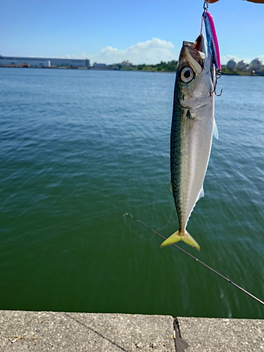 サバの釣果