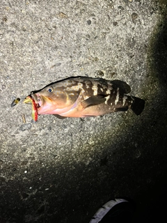 アコウの釣果