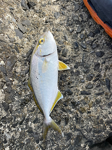 ネリゴの釣果