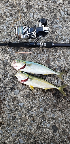 ワカシの釣果