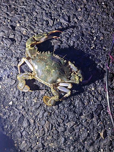 ワタリガニの釣果