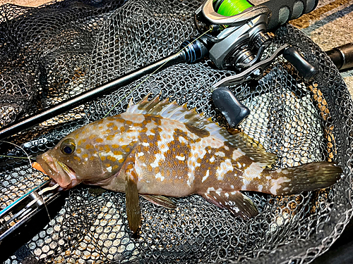 アコウの釣果