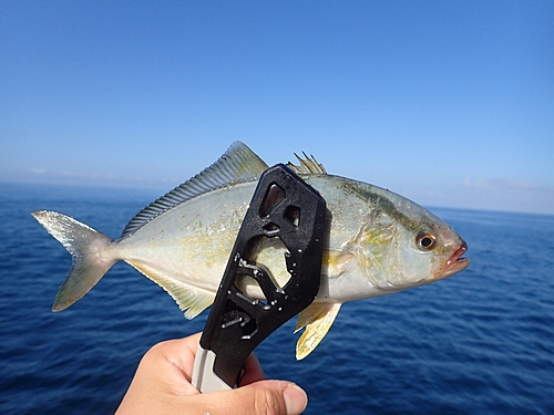 シオの釣果