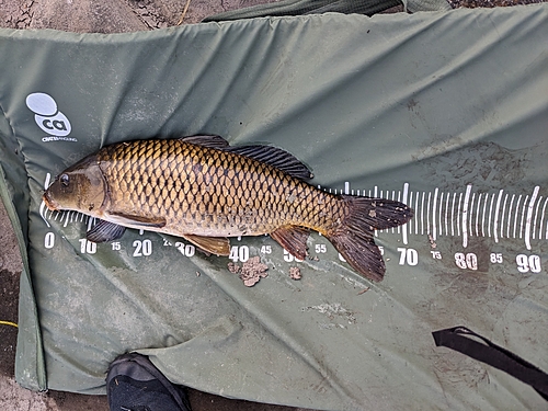 コイの釣果