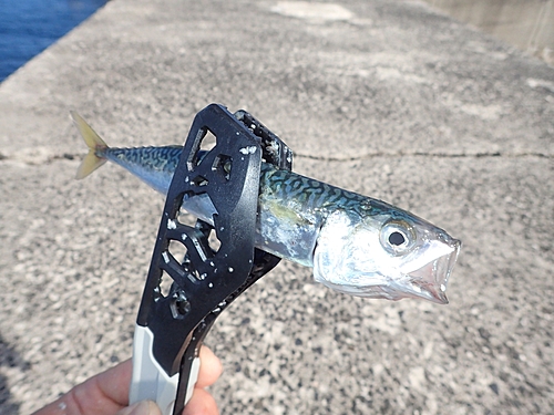 マサバの釣果