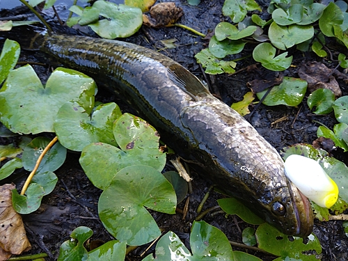 ライギョの釣果