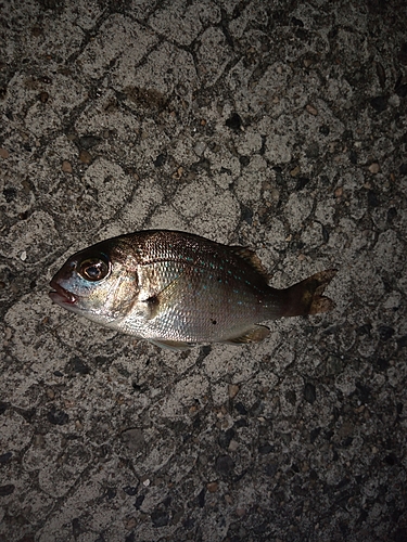 チャリコの釣果