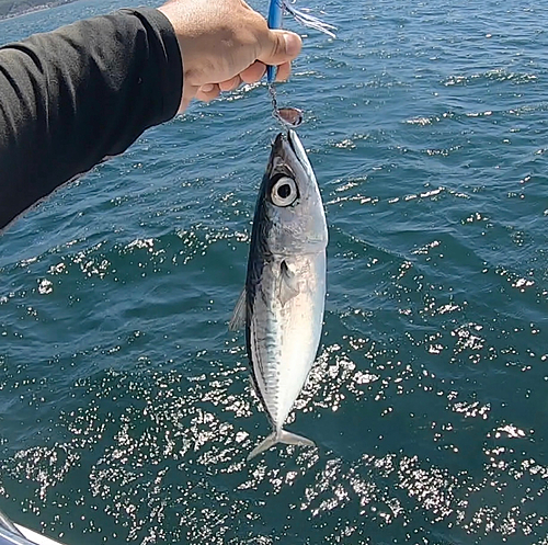 ゴマサバの釣果