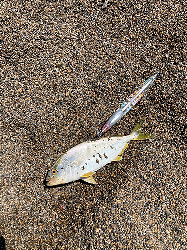 ショゴの釣果