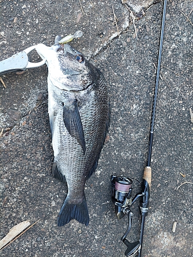 チヌの釣果