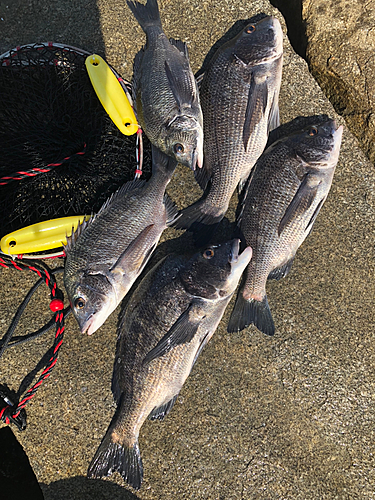 チヌの釣果