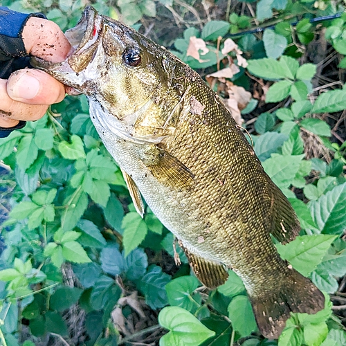 スモールマウスバスの釣果