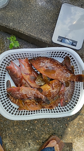 キジハタの釣果