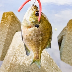 ブルーギルの釣果
