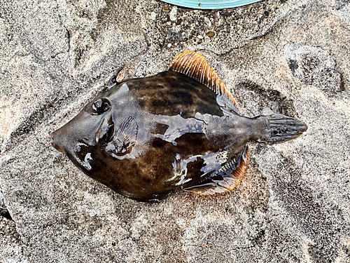 カワハギの釣果