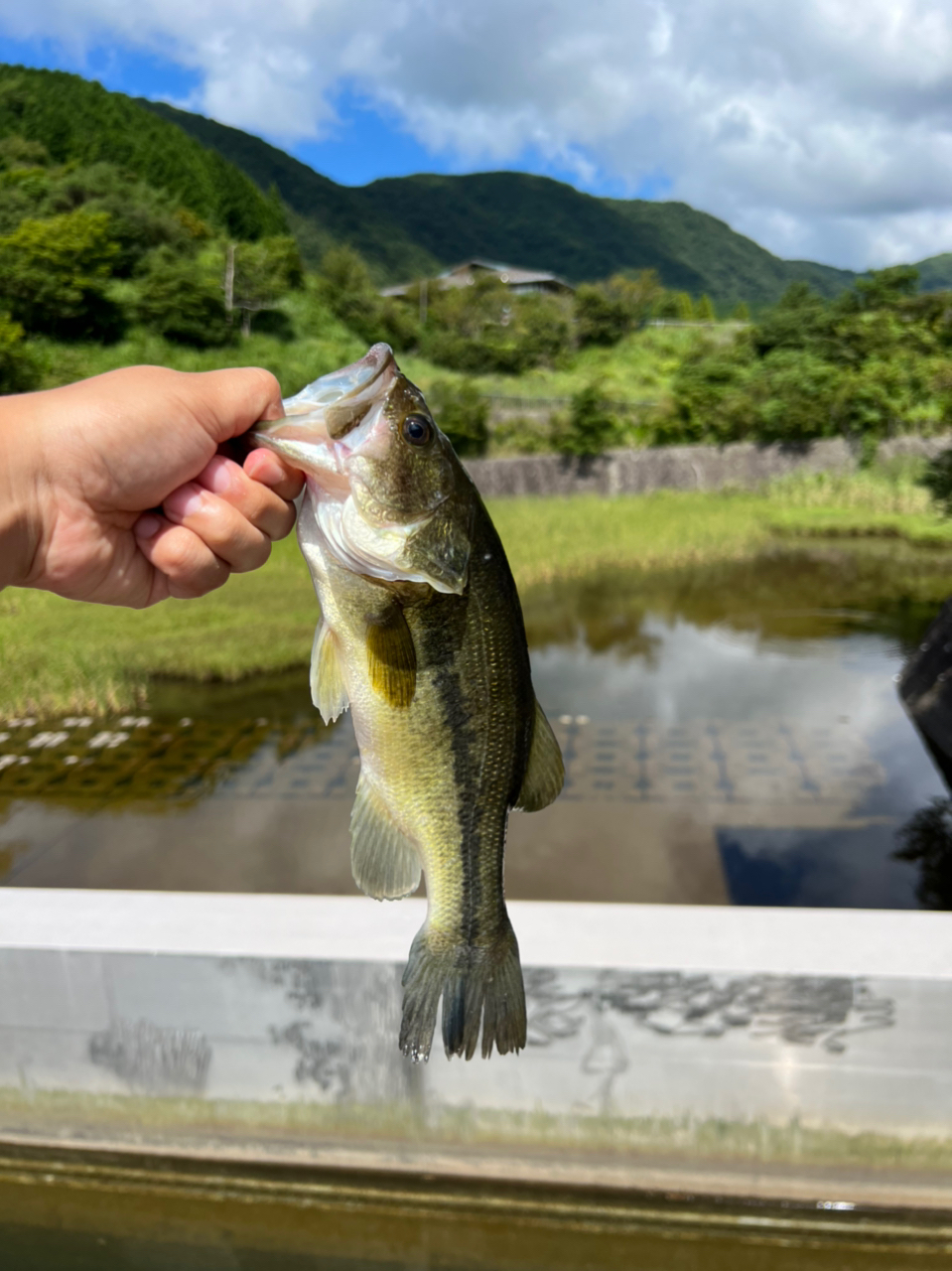 ブラックバス