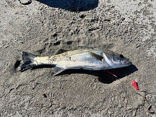 セイゴ（マルスズキ）の釣果