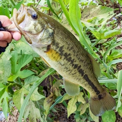 ラージマウスバスの釣果