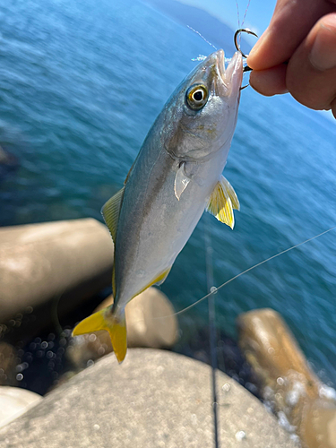 ワカシの釣果