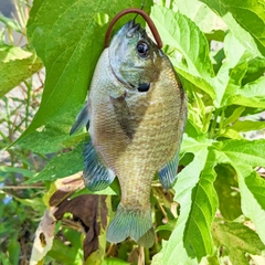 ブルーギルの釣果