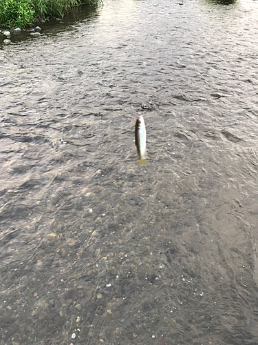 オイカワの釣果