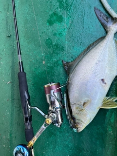 ショゴの釣果