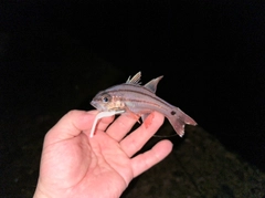 オオスジイシモチの釣果