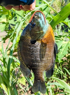 ブルーギルの釣果
