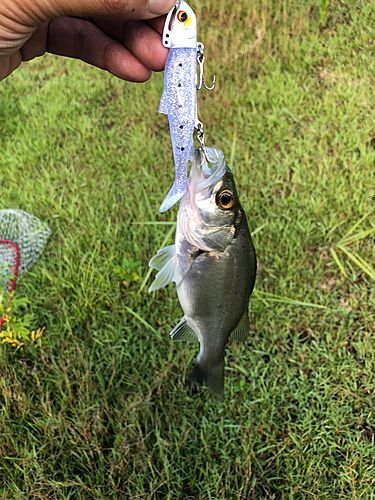 セイゴ（マルスズキ）の釣果