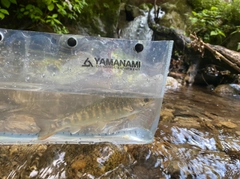 アマゴの釣果