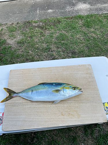 ツバスの釣果
