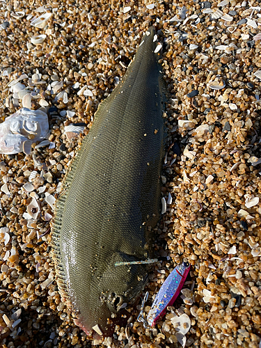 シタビラメの釣果