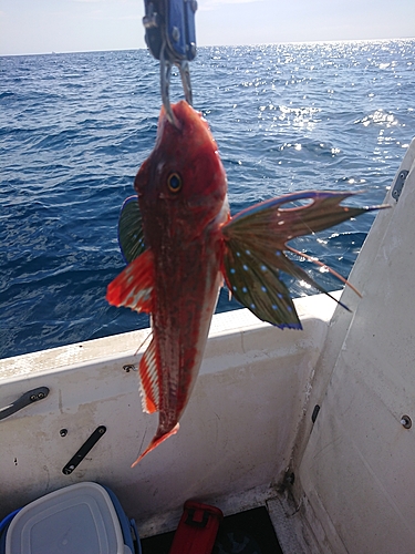 ホウボウの釣果