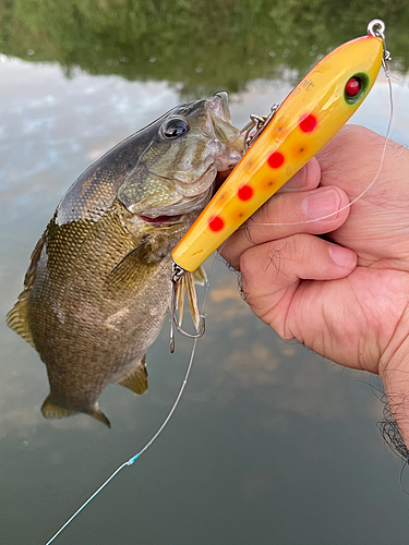 スモールマウスバスの釣果