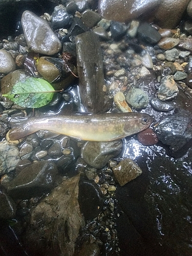 イワナの釣果