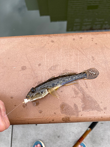 マハゼの釣果